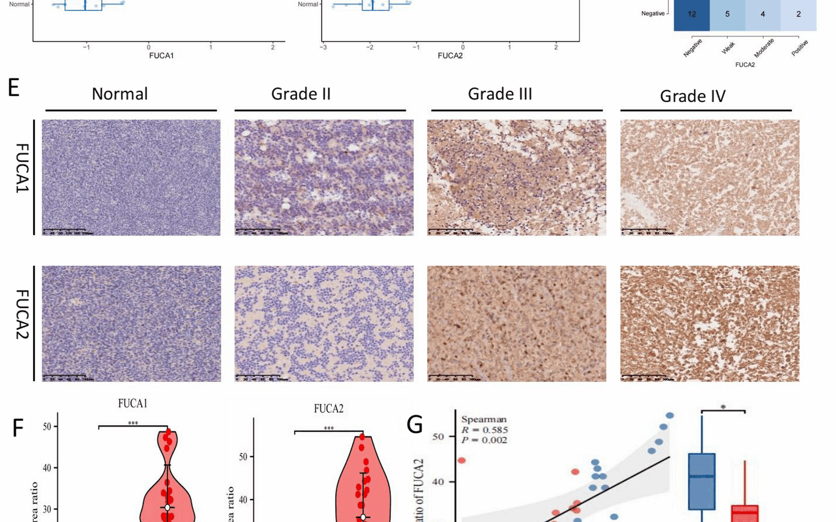 α-L-fucosidase isoenzymes (FUCA1/FUCA2) as prognostic markers in gliomas: a comprehensive study | BMC Cancer
