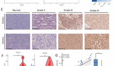 α-L-fucosidase isoenzymes (FUCA1/FUCA2) as prognostic markers in gliomas: a comprehensive study | BMC Cancer