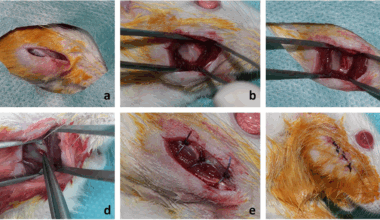 Investigation of the effect of photobiomodulation therapy with different wavelengths on nerve regeneration: an experimental study | BMC Oral Health
