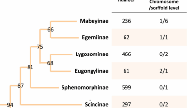 Chromosome-level genome assembly and Oligo-FISH confirmation of chromosome models for the Tasmanian snow skink Carinascincus ocellatus (Scincidae, Eugongylinae) | BMC Biology