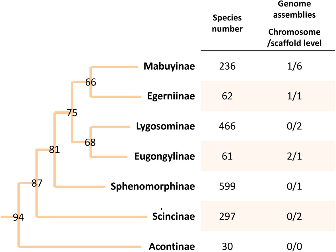 Chromosome-level genome assembly and Oligo-FISH confirmation of chromosome models for the Tasmanian snow skink Carinascincus ocellatus (Scincidae, Eugongylinae) | BMC Biology