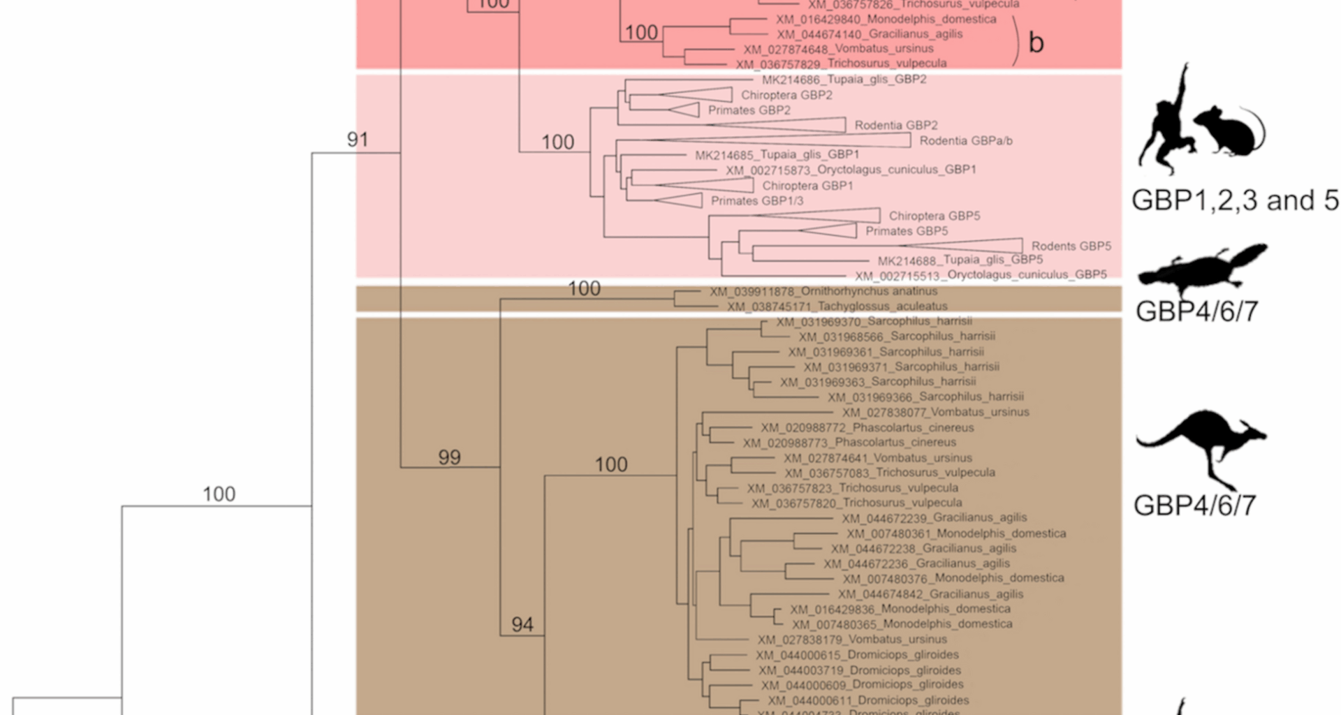 Deciphering the origins of guanylate-binding proteins in mammals (Monotreme, Marsupials and Placentals) | BMC Biology