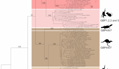 Deciphering the origins of guanylate-binding proteins in mammals (Monotreme, Marsupials and Placentals) | BMC Biology