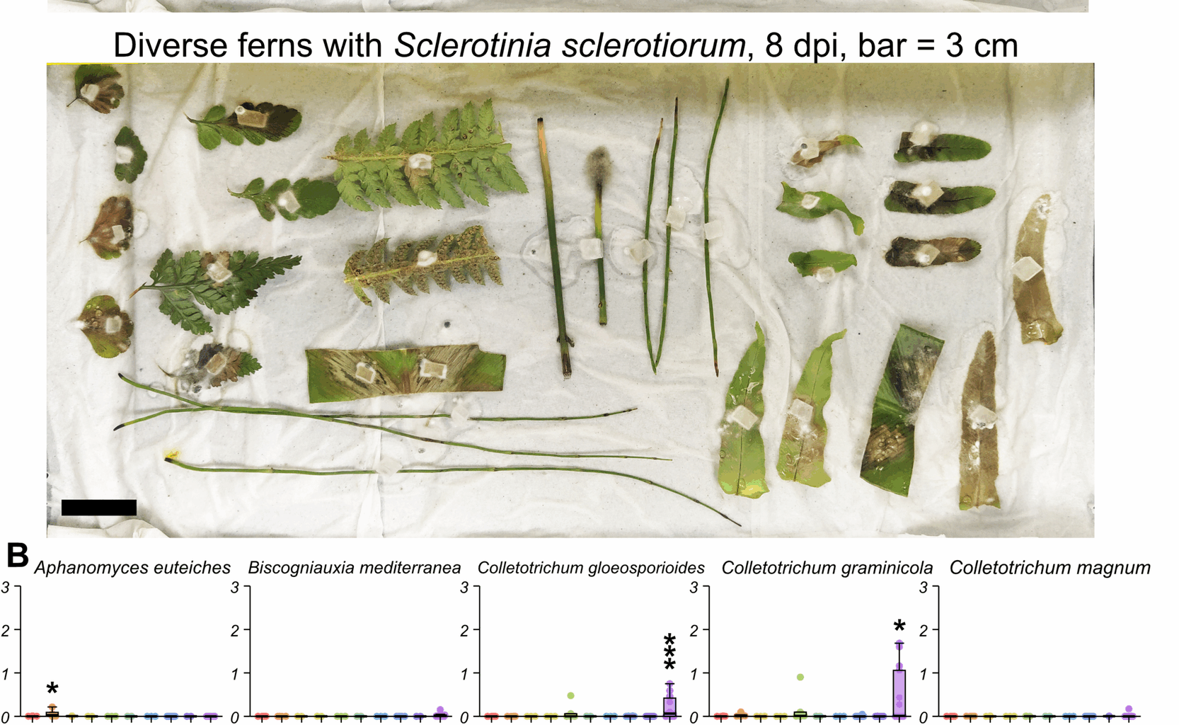 Exploring fern pathosystems and immune receptors to bridge gaps in plant immunity | BMC Biology