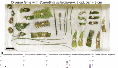 Exploring fern pathosystems and immune receptors to bridge gaps in plant immunity | BMC Biology