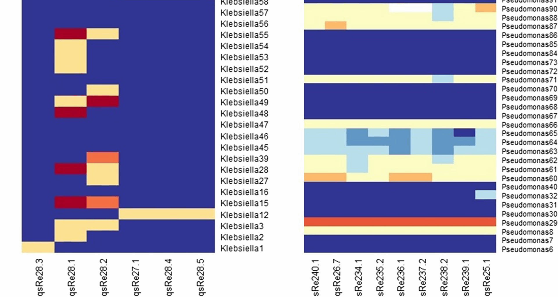Newly isolated bacteriophages show efficacy and phage-antibiotic synergy in vitro against the equine genital pathogens Klebsiella pneumoniae and Pseudomonas aeruginosa | BMC Veterinary Research