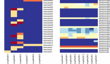 Newly isolated bacteriophages show efficacy and phage-antibiotic synergy in vitro against the equine genital pathogens Klebsiella pneumoniae and Pseudomonas aeruginosa | BMC Veterinary Research