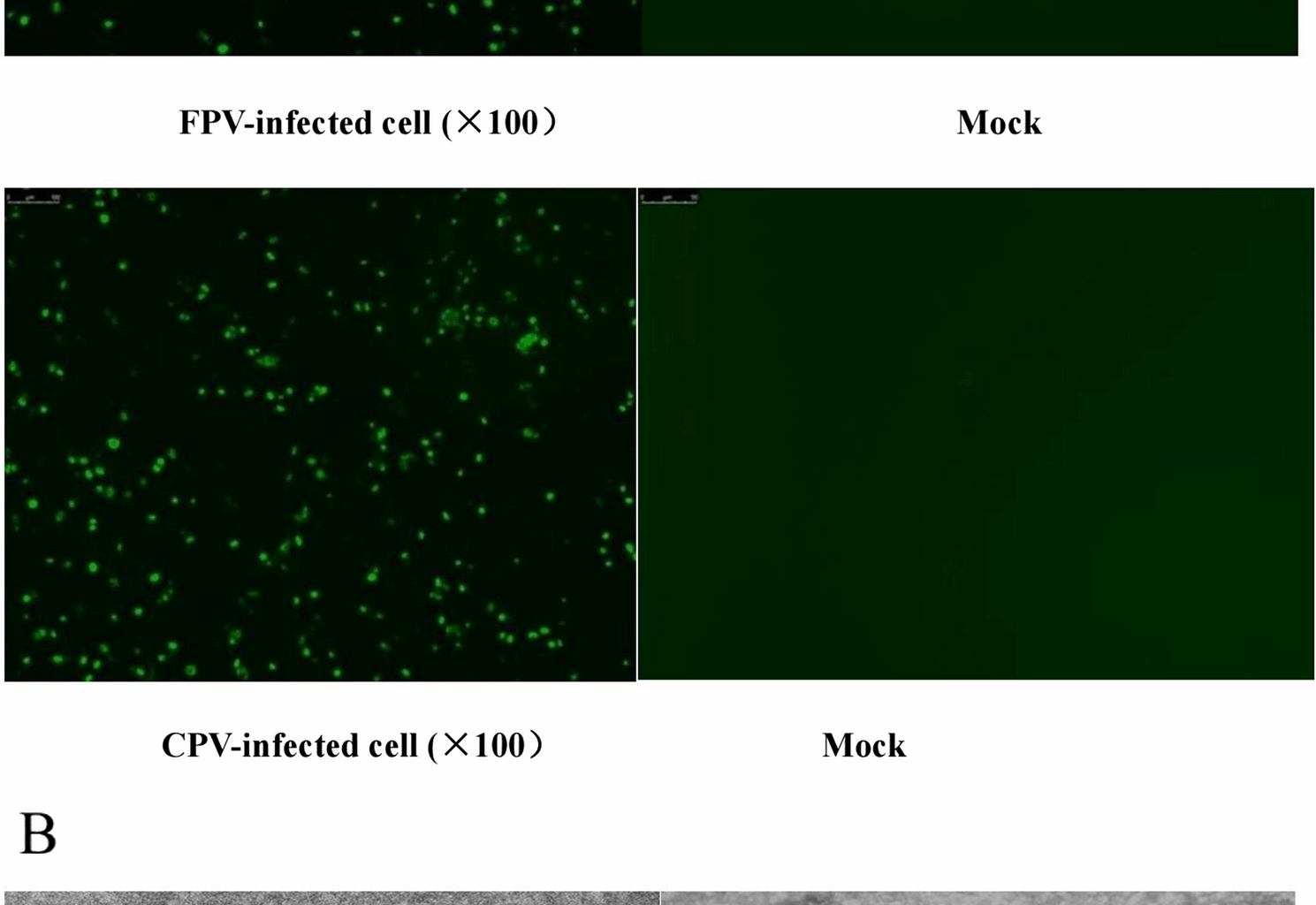 Cross-species characterization of feline parvovirus and Feline-Origin canine parvovirus Southern China (2023–2024): insights into epidemiology, genetic evolution and recombination | BMC Veterinary Research