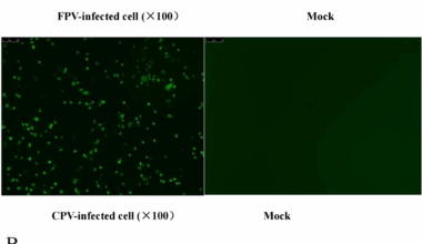 Cross-species characterization of feline parvovirus and Feline-Origin canine parvovirus Southern China (2023–2024): insights into epidemiology, genetic evolution and recombination | BMC Veterinary Research