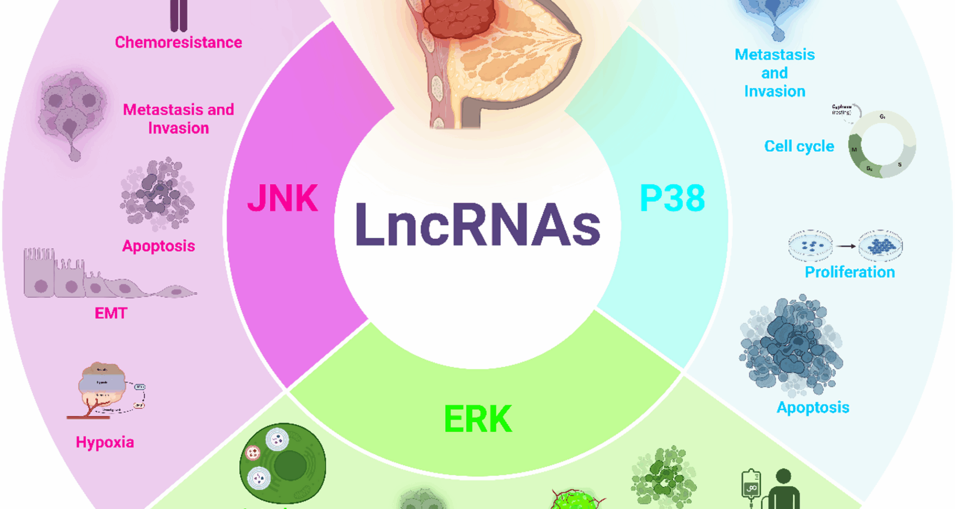 Interactions between LncRNAs and MAPK signaling pathways in the pathogenesis of breast cancer | Cancer Cell International