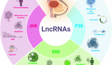 Interactions between LncRNAs and MAPK signaling pathways in the pathogenesis of breast cancer | Cancer Cell International