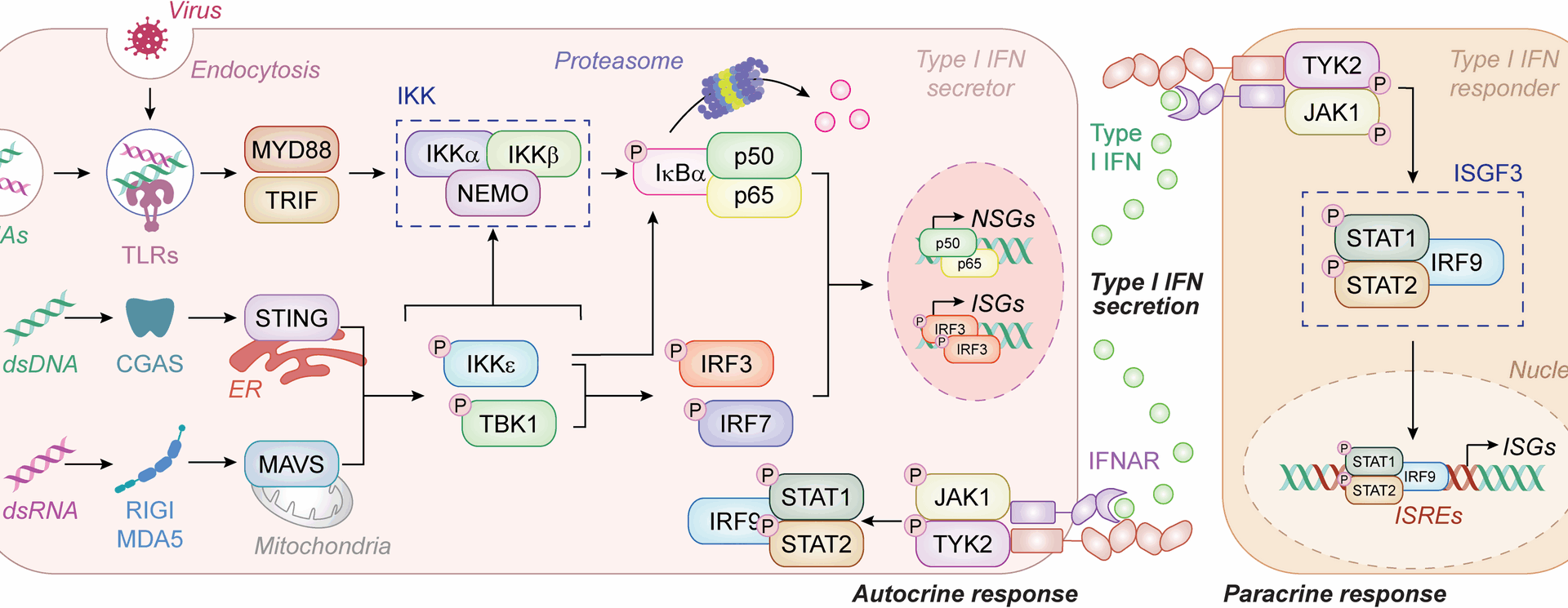 Context-dependent impact of type I interferon signaling in cancer | Molecular Cancer