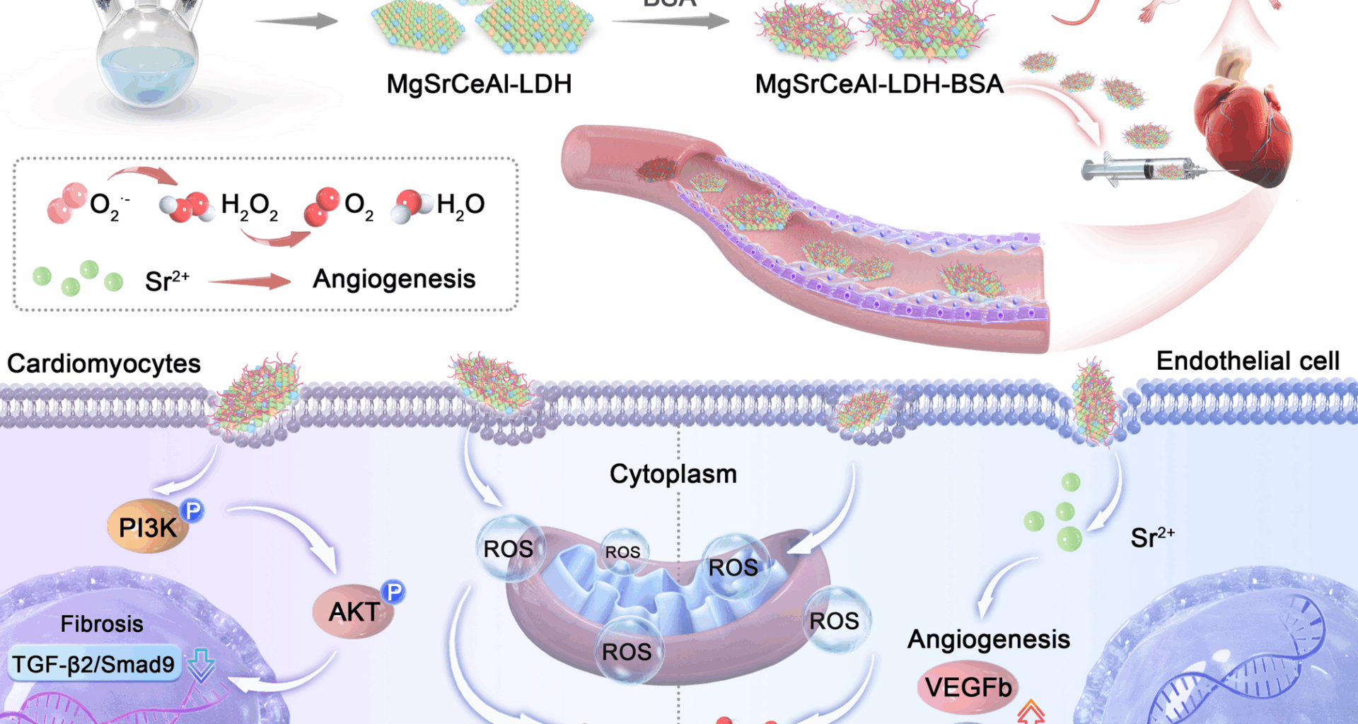 Dual-function MgSrCeAl-LDH nanosheets enable both ROS clearance and enhanced angiogenesis for myocardial ischemia/reperfusion injury therapy | Journal of Nanobiotechnology