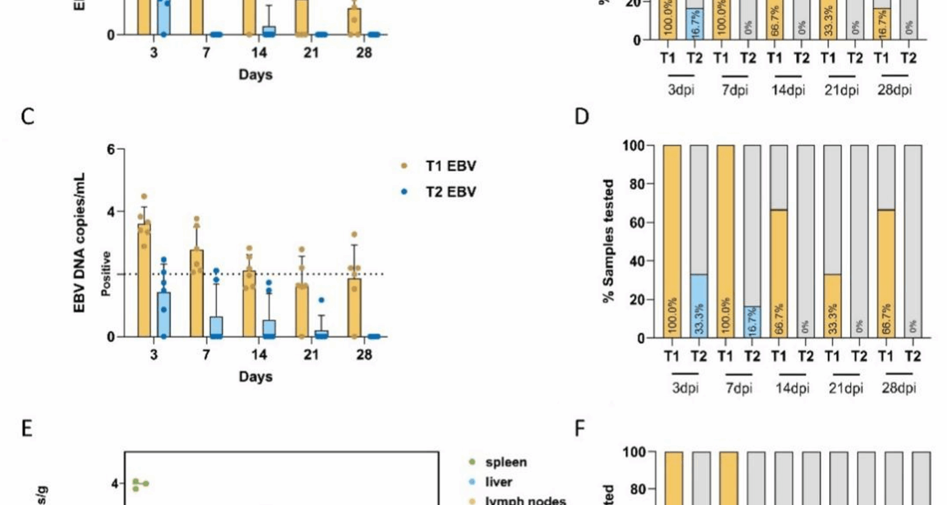 Comparative infectivity of EBV subtypes in tree shrews (Tupaia belangeri) | Virology Journal