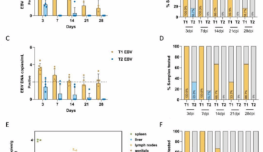Comparative infectivity of EBV subtypes in tree shrews (Tupaia belangeri) | Virology Journal