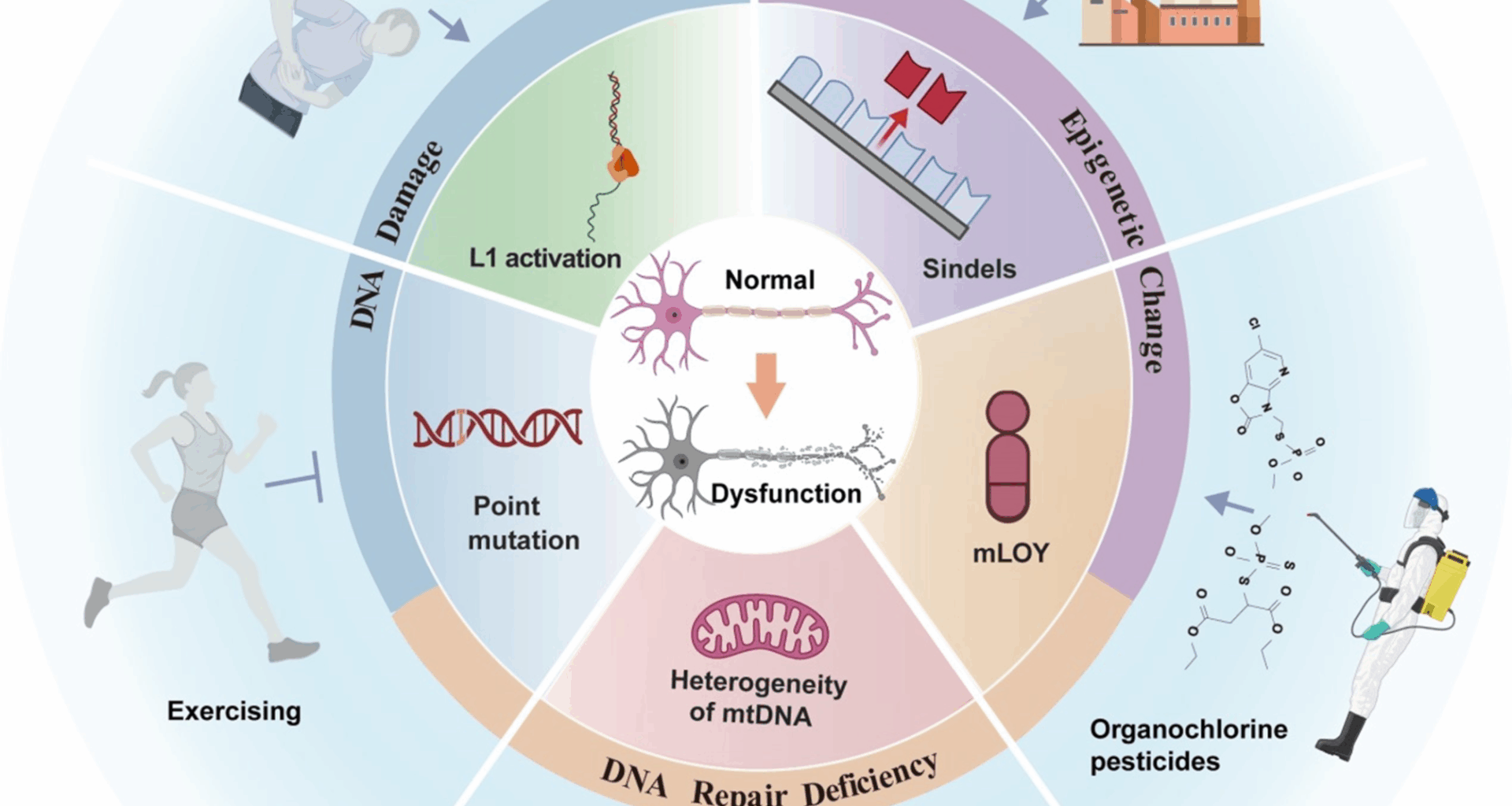 Brain somatic mutations in Alzheimer’s disease: linking genetic mosaicism to neurodegeneration | Molecular Neurodegeneration