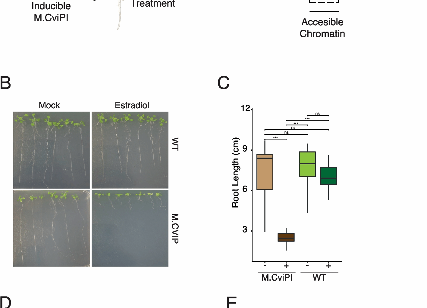 iNOME-seq: in vivo simultaneous genome-wide mapping of chromatin accessibility, nucleosome positioning, DNA-binding protein sites, and DNA methylation in Arabidopsis | Genome Biology