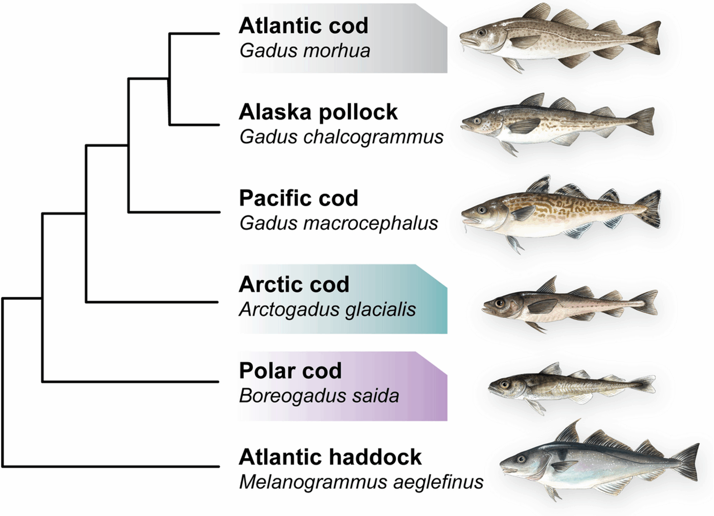 Reference genome bias in light of species-specific chromosomal reorganization and translocations | Genome Biology