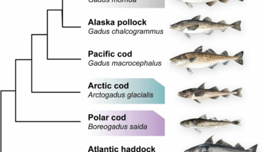 Reference genome bias in light of species-specific chromosomal reorganization and translocations | Genome Biology