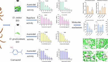 Acaricidal bioactivity and molecular target analysis of Origanum onites and Ocimum gratissimum essential oils against Haemaphysalis doenitzi ticks | Parasites & Vectors
