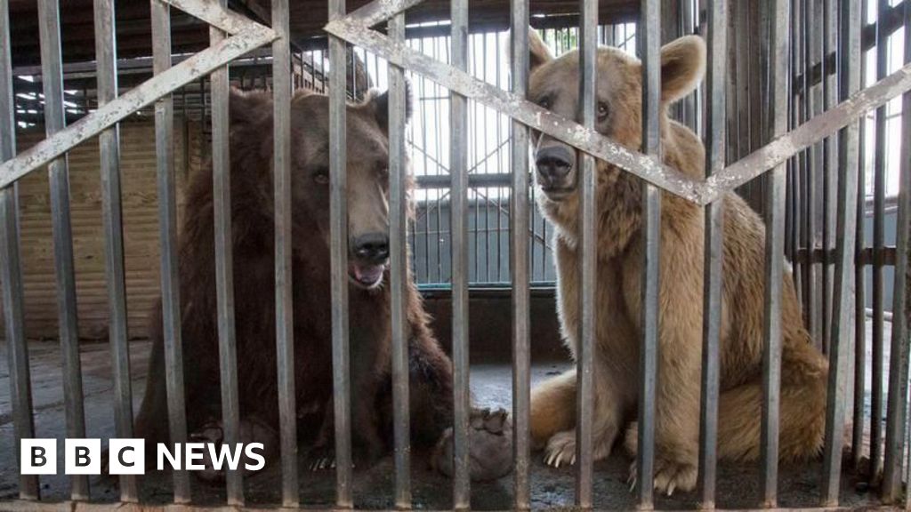 Uckfield charity says bears 'enjoy life to the full' after rescue