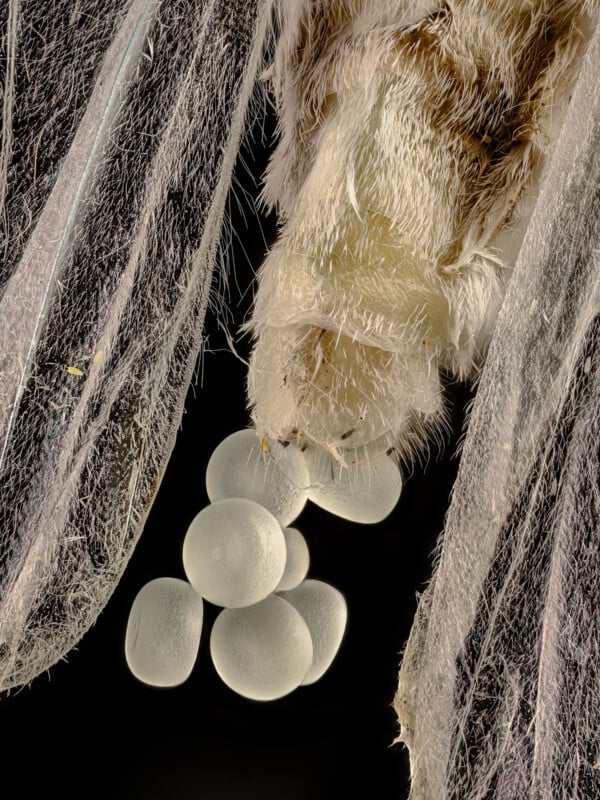 A close-up image of a moth laying several smooth, white eggs, showing detailed textures of the moth’s hairy body and delicate wings against a black background.