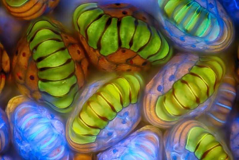 Close-up image of colorful, oval-shaped plant pollen grains with bright green, yellow, orange, and blue hues, showing detailed textured surfaces and intricate patterns under a microscope.