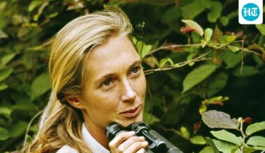 Jane Goodall, Who Studied Chimpanzee Behavior for Decades in Africa, Dies at 91