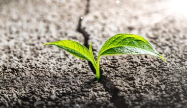 America’s Cannabis Market Is Breaking Down. A Select Few Are Breaking Out