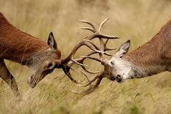 Kerry motorists urged to be vigilant during deer breeding season