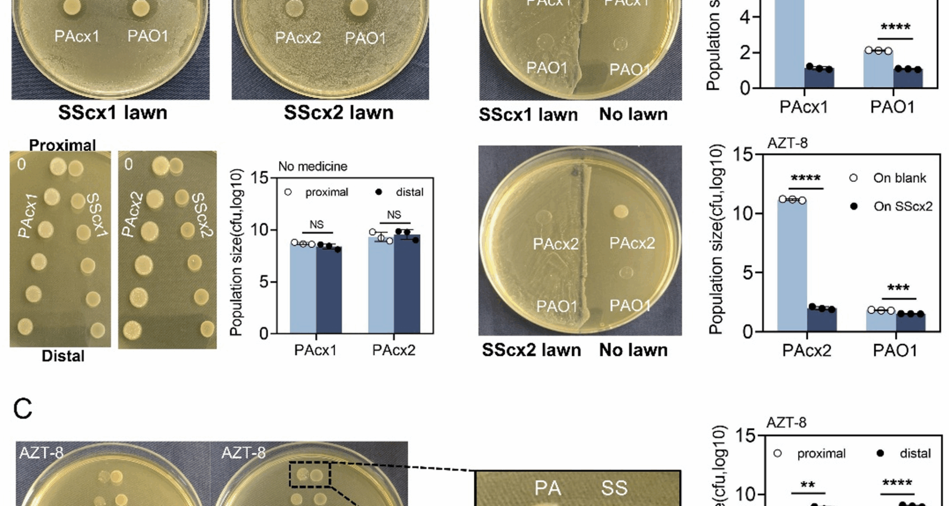 Aztreonam intervention recalibrates microbial interactions between Pseudomonas aeruginosa and Streptococcus salivarius | BMC Microbiology