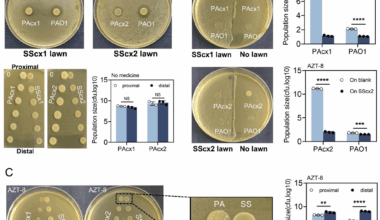 Aztreonam intervention recalibrates microbial interactions between Pseudomonas aeruginosa and Streptococcus salivarius | BMC Microbiology