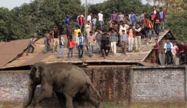 Inside the fight to stop Asia’s deadly elephant wars
