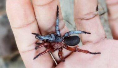 Half Male-Half Female Spider Discovered In Thailand Is New To Science