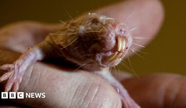 The image is a close-up of a naked mole rat. It is a small, pink, bald rodent that is being held by a person's hand. The rodent has large, protruding front teeth, tiny eyes, whiskers on its face and small, clawed feet.