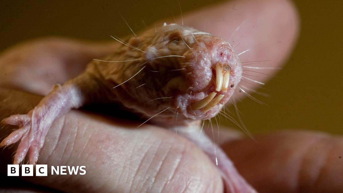 The image is a close-up of a naked mole rat. It is a small, pink, bald rodent that is being held by a person's hand. The rodent has large, protruding front teeth, tiny eyes, whiskers on its face and small, clawed feet.