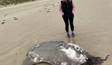 Rare Ocean Sunfish found washed up on West Donegal beach