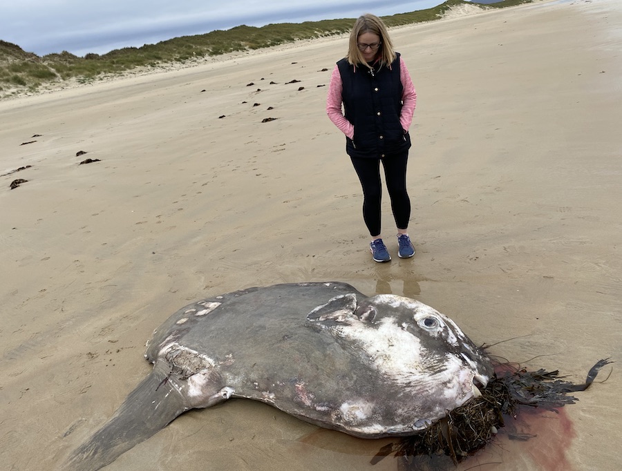Rare Ocean Sunfish found washed up on West Donegal beach