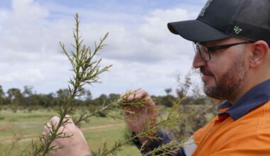 Australia's carbon credits in spotlight as emissions rules tighten