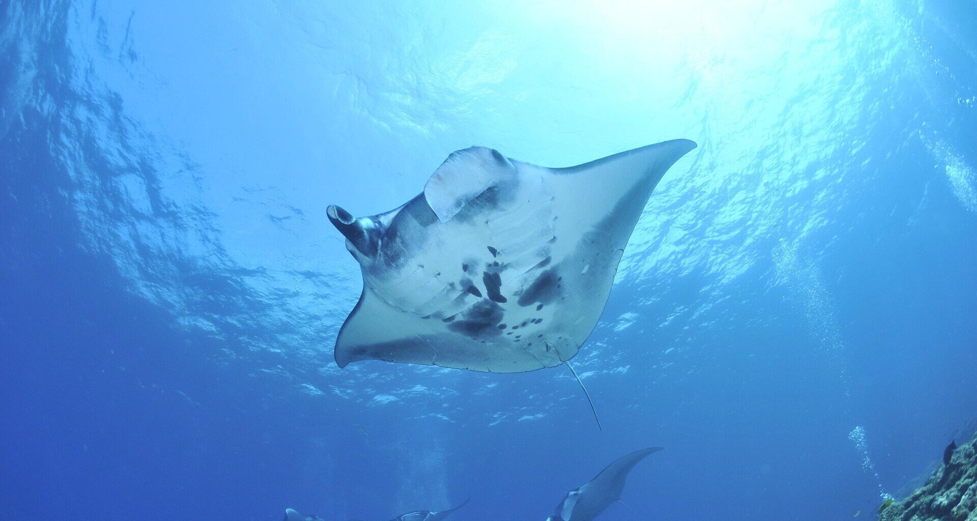 World's largest rays may be diving to extreme depths to build mental maps of vast oceans