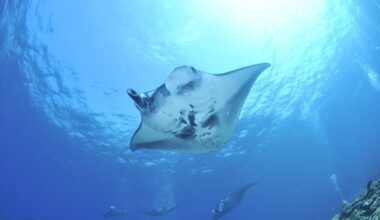 World's largest rays may be diving to extreme depths to build mental maps of vast oceans