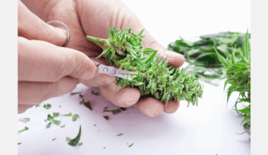 Researchers develop new platform to expand genetic diversity in cannabis