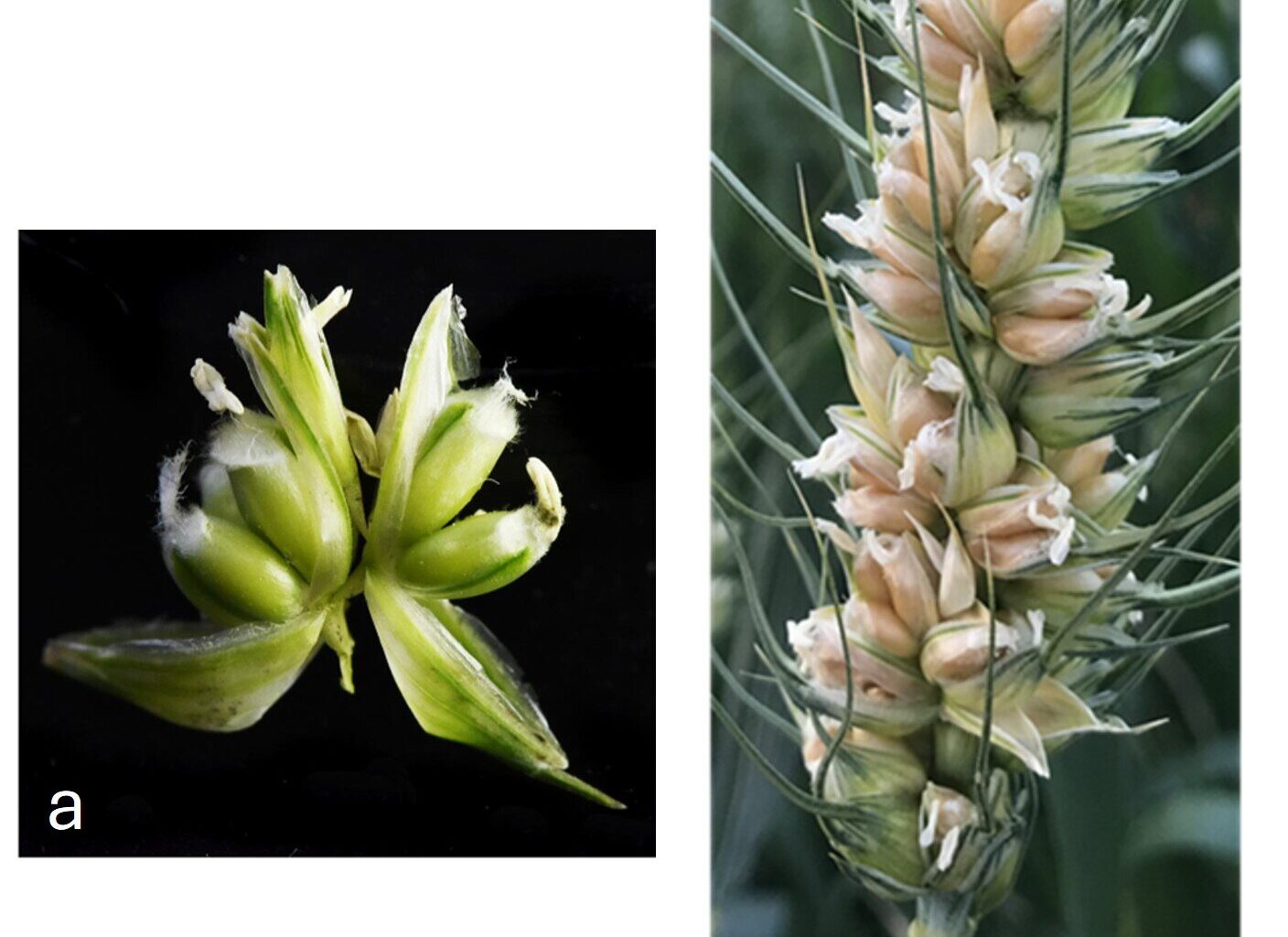 A rare variety of wheat with three ovaries—gene discovery could triple production