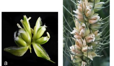 A rare variety of wheat with three ovaries—gene discovery could triple production