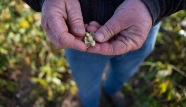 Trump’s Trade War Upends Soybean Market With No Aid In Sight