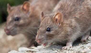 Rat-infested Kildare wholesaler and distributor hit with prohibition order banning it from selling its dry goods