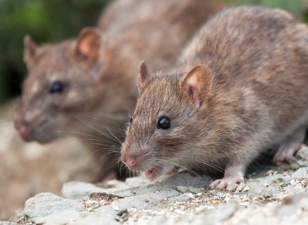 Rat-infested Kildare wholesaler and distributor hit with prohibition order banning it from selling its dry goods