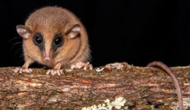 Professor Searching Remote Wilderness For Squirrel Finds Completely New Species