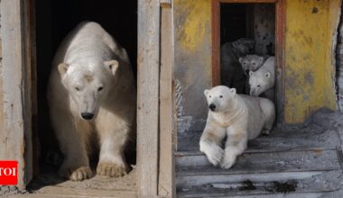 Bears in the house: Polar giants seen chilling in abandoned Russian Arctic station; see rare images