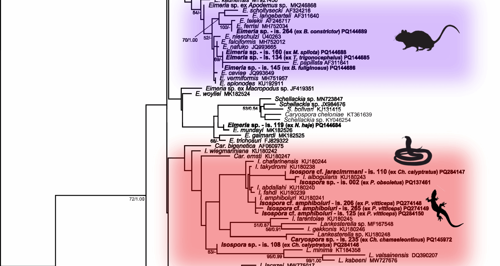 Gastrointestinal apicomplexan parasites of captive reptiles: diversity, causes, consequences | BMC Veterinary Research